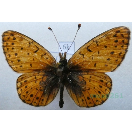Boloria hegemone (Staudinger, 1881) Kyrgyzstan6k